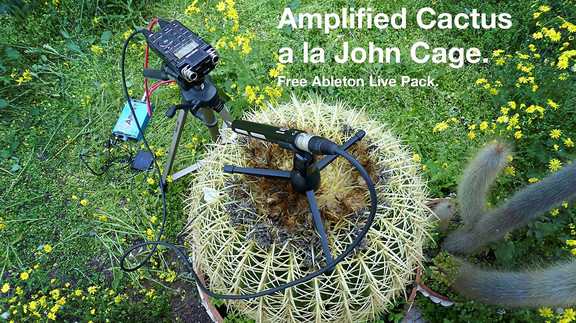Amplified Cactus