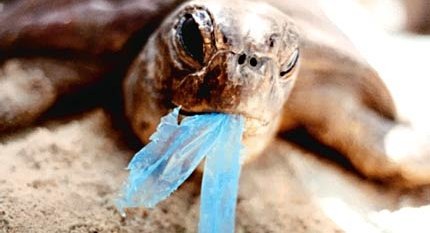 Turtle eating a plastic bag