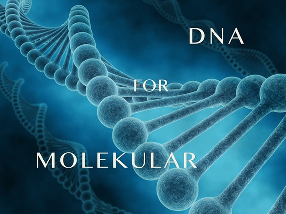 Patchpool DNA for Molekular