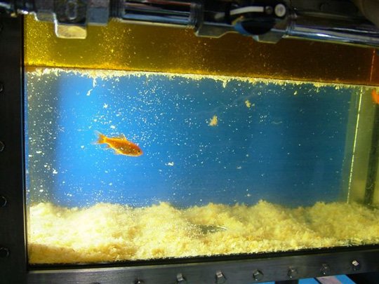 Deep Fryer with goldfish