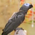 African grey parrot N'Kisi