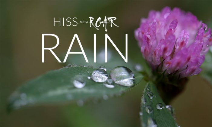 HISS and a ROAR Rain