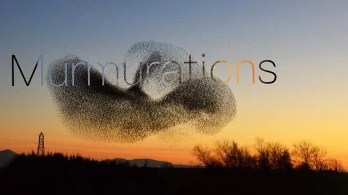 Blortbloft Murmurations for Echoboy